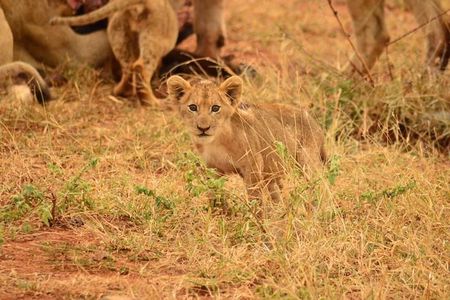 Full Day Lesedi Cultural Village and Mini Safari Tour