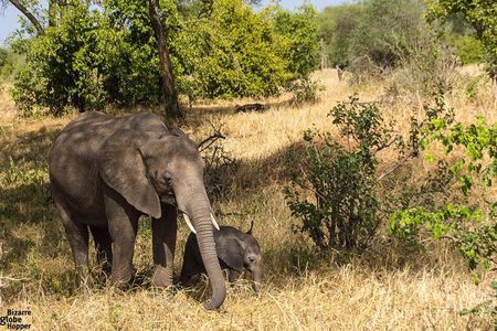 3 Days Selous Game Reserve Fly From Zanzibar