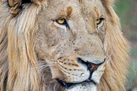 Kruger National Park One Day Safari from Johannesburg