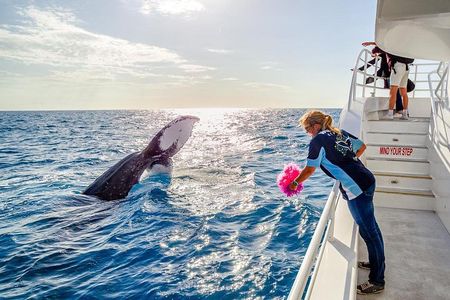 Hervey Bay Whale Watching Experience