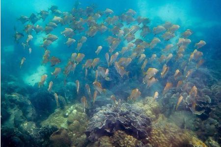 Snorkeling ( start at Ko Kut)