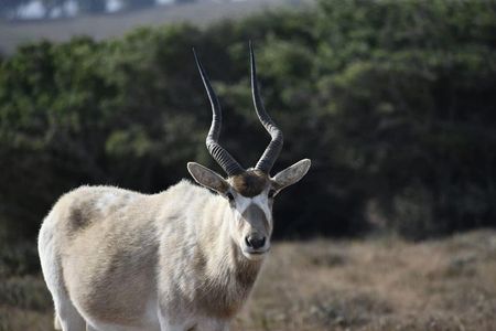 Souss Massa National Park Excursion – Wildlife & Safari Tour