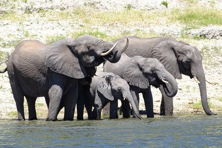 Chobe Safari Experience Day Trip - MINIMUM 4 PEOPLE