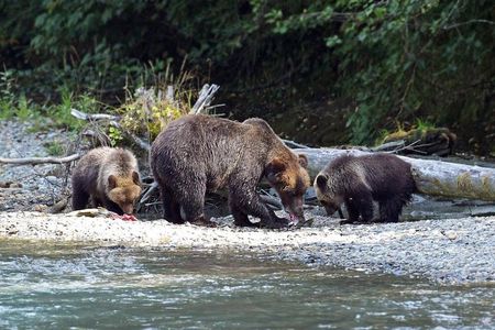 Grizzly Bear Expedition