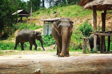 One day Elephants in Nature Experience & Grand Canyon Jumping