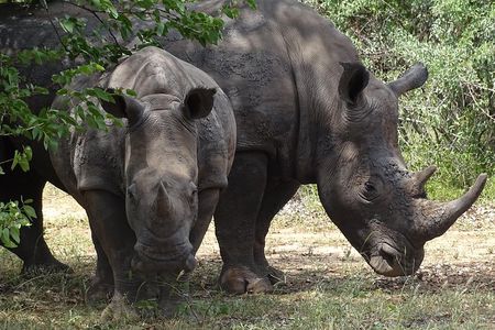 The Wild Rhino Safari Experience up to 1.5 hrs long MIN 2 PEOPLE