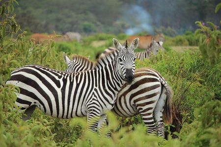 Nairobi National Park-Day tour