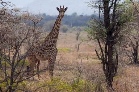 A Day Trip To Saadani National Park From Dar es salaam / Zanzibar