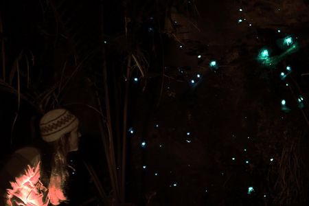See Auckland's Secret Glow Worms
