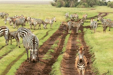 tarangire & ngorongoro 2 days tour