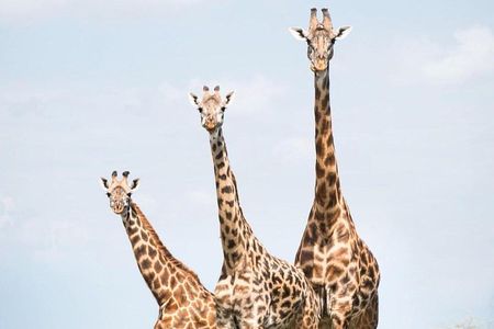 8 days Tanzania Mid range safari