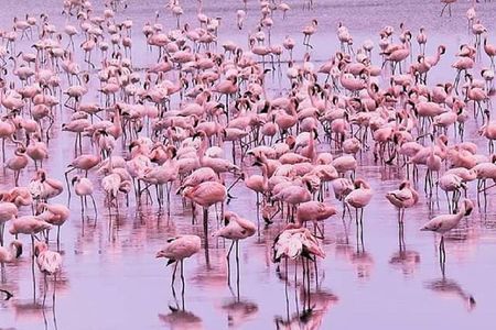 day trip lake manyara