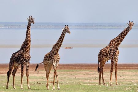 tarangire, ngorongoro & lake manyara park 3 days private tour
