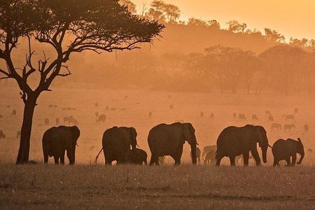 serengeti, ngorongoro & tarangire 5days private tour