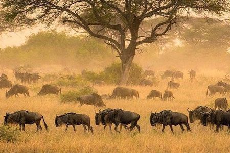 serengeti & ngorongoro 3 days private tour
