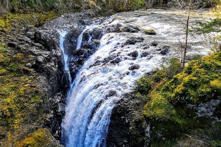 Waterfalls, Coombs and Cathedral Grove Rainforest Tour
