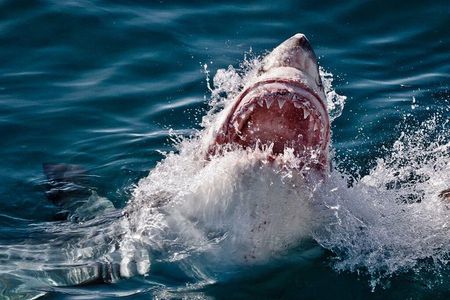 SHARK CAGE DIVING and VIEWING (Incl. transfers from Cape Town)