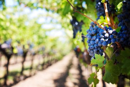 Private Cape Winelands Wine Tasting Tour