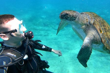 Tenerife First Time Scuba Dive – Turtle Habitat, Small Groups