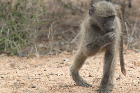 Kruger National Park Day Trip