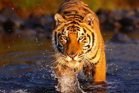 7 Day Golden Triangle with Ranthambore Tigers Taj Sunrise/Sunset