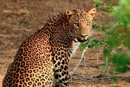 Wilpattu National Park Private Jeep Safari From Colombo & Negombo