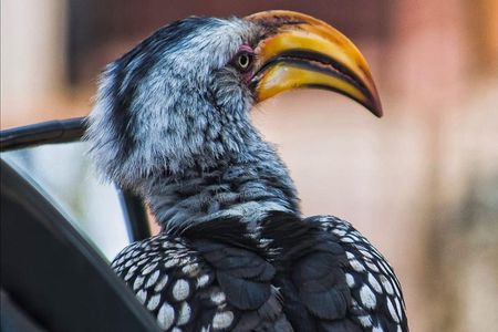 11 days South Africa tour(good for group) 