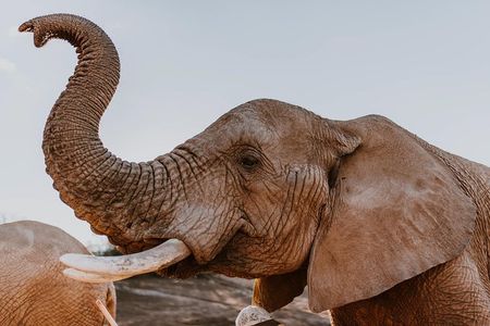 2 Day Wild Heart Western Cape Safari Tour with Private Transfers 