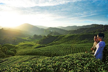 2-Day Cameron Highlands from Kuala Lumpur (Return to KUL)