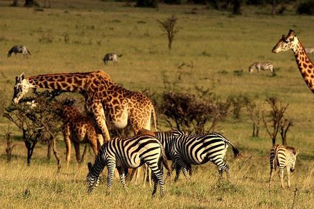 4 days animal kingdom - NAIROBI