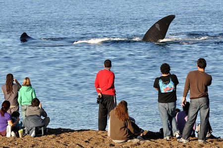 Puerto Madryn: Doradillo Beach Whale Watching Experience