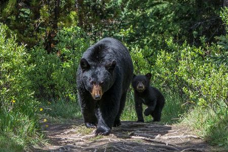 Jasper Evening Wildlife Tour