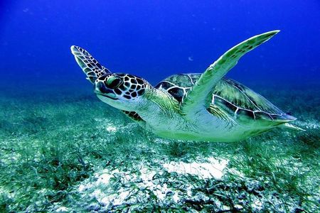 Fajardo Afternoon Snorkeling Adventure Tour