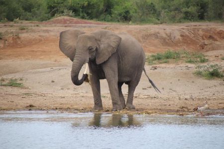 8 Day Gorilla Trek, Wildlife Safari and Chimp Habituation Experience