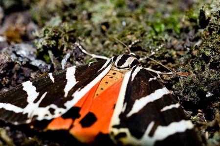 Filerimos Hill & Valley of Butterflies