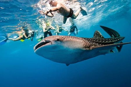 Whale Shark Watching + Simala Church Day Tour