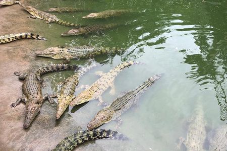 Cebu Safari Day Tour