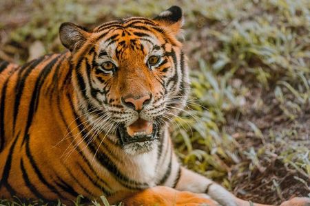 Cebu Safari Day Tour