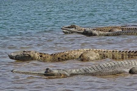Chambal River Safari