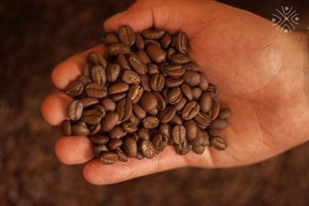 Coffee Paradise at El Paraiso - Experience from Bogota