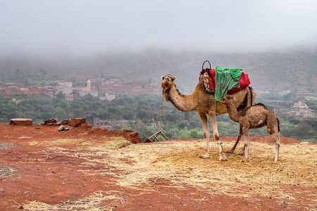 Desert Agafay and Atlas Mountains & Camel ride Day Trip From Marrakech