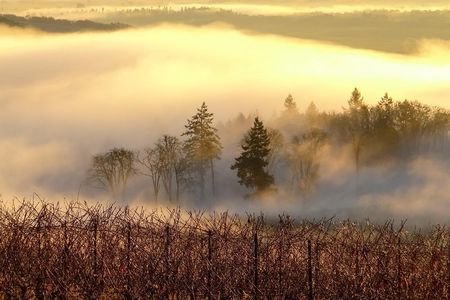 Private Customized Willamette Valley Wine Maker Tour