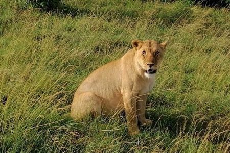 3 Days Masai Mara Safari Group Joining (Daily Departures)