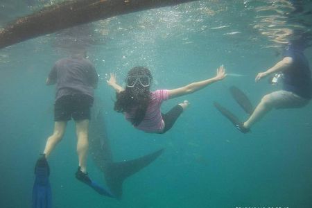 Cebu Oslob Whale Sharks and Sumilon Island Kawasan Falls Canyoneering