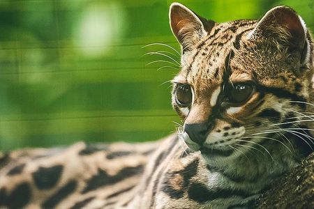 Wildlife Rescue Center Tour in Costa Rica