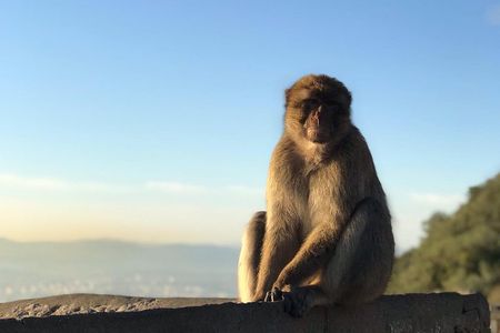 Gibraltar Sightseeing: Premium Rock Tour / Shore Excursion (Private)