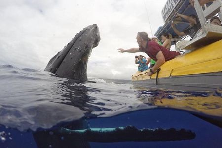 Ultimate Whale Watch from Lahaina