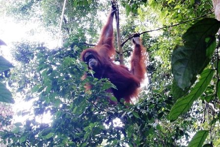 All-in 3N/4D Bukit Lawang Tour For School