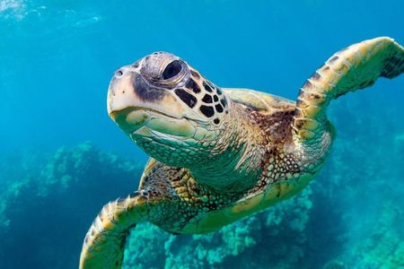 Bluefinn242 Swim with the Turtles in Nassau Bahamas 