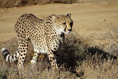 Cape Town - Private Inverdoorn overnight Safari